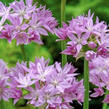 Česnek jednolistý - Allium unifolium