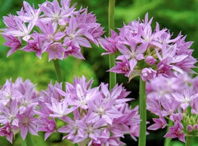 Česnek jednolistý - Allium unifolium