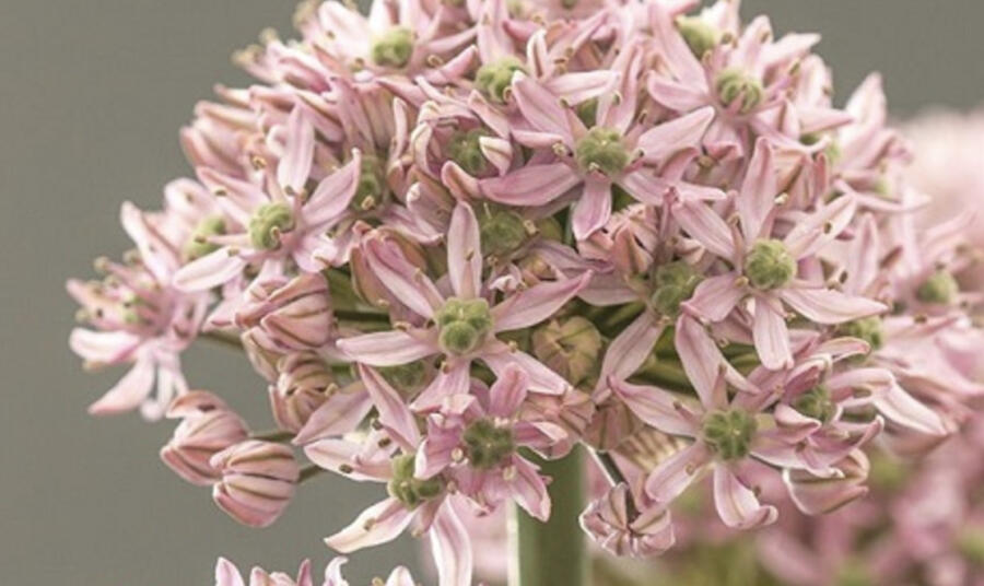 Česnek 'Pink Jewel' - Allium 'Pink Jewel'