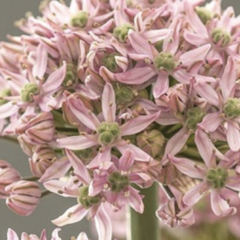 Česnek 'Pink Jewel' - Allium 'Pink Jewel'