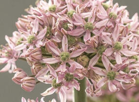Česnek 'Pink Jewel' - Allium 'Pink Jewel'