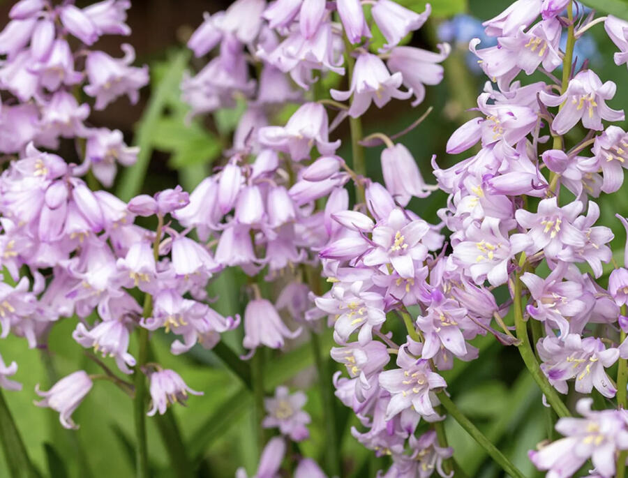 Hyacintovec španělský 'Rose Queen' - Hyacinthoides hispanica 'Rose Queen'