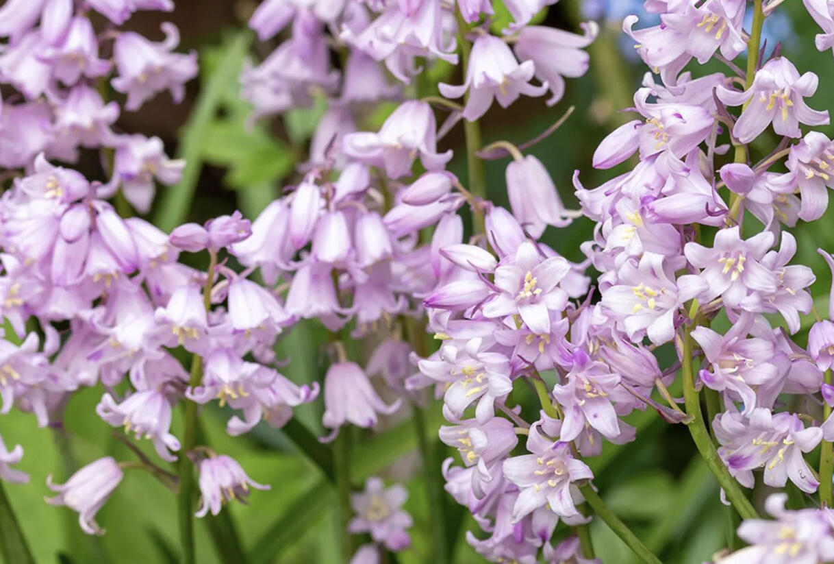 Hyacintovec španělský 'Rose Queen' - Hyacinthoides hispanica 'Rose Queen'