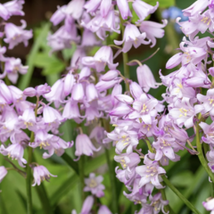Hyacintovec španělský 'Rose Queen' - Hyacinthoides hispanica 'Rose Queen'