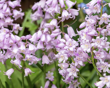 Hyacintovec španělský 'Rose Queen'