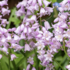 Hyacinthoides hispanica 'Rose Queen'.png