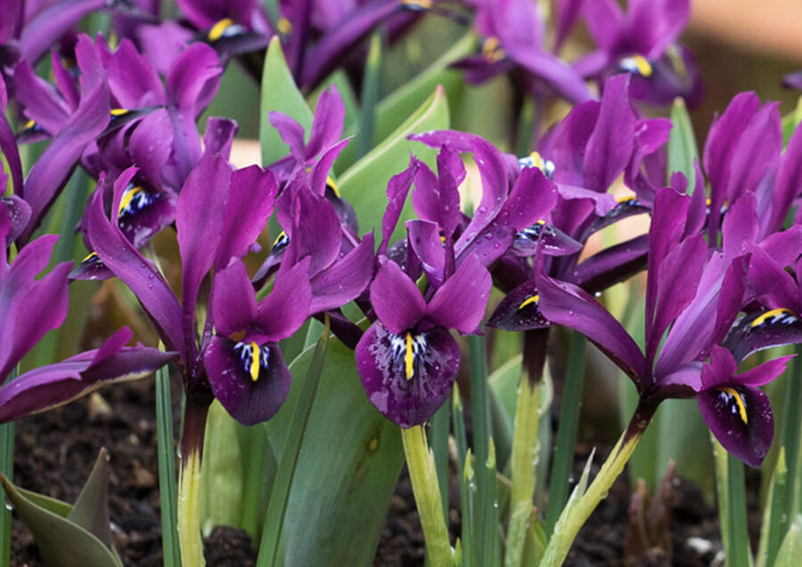 Kosatec síťkovaný 'Purple Hill' - Iris reticulata 'Purple Hill'