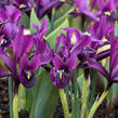 Kosatec síťkovaný 'Purple Hill' - Iris reticulata 'Purple Hill'