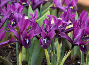 Kosatec síťkovaný 'Purple Hill' - Iris reticulata 'Purple Hill'