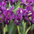 Iris reticulata 'Purple Hill'.png