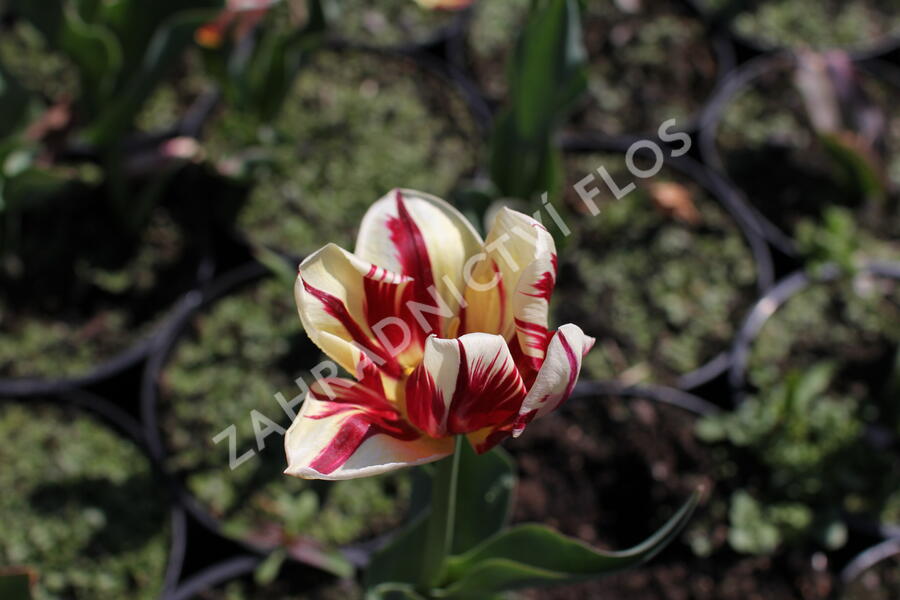 Tulipán Triumph 'Grand Perfection' - Tulipa Triumph 'Grand Perfection'