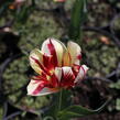 Tulipán Triumph 'Grand Perfection' - Tulipa Triumph 'Grand Perfection'