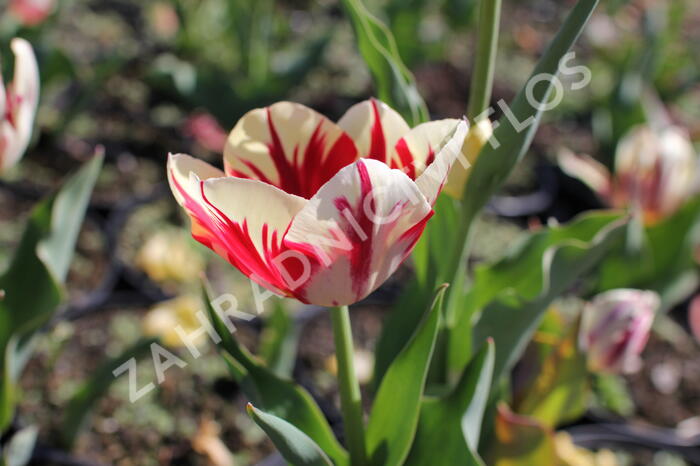 Tulipán Triumph 'Grand Perfection' - Tulipa Triumph 'Grand Perfection'