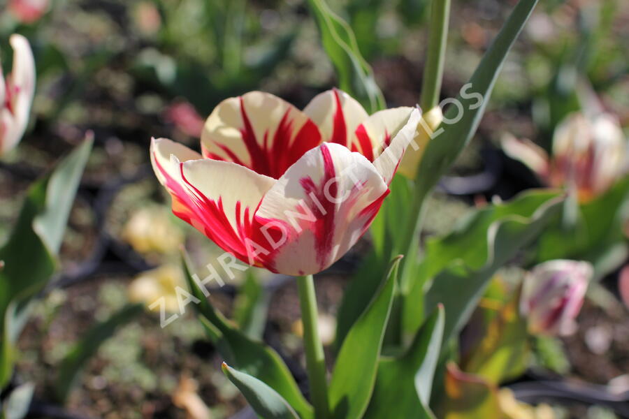 Tulipán Triumph 'Grand Perfection' - Tulipa Triumph 'Grand Perfection'