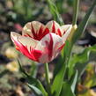 Tulipán Triumph 'Grand Perfection' - Tulipa Triumph 'Grand Perfection'