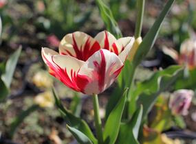 Tulipán Triumph 'Grand Perfection' - Tulipa Triumph 'Grand Perfection'