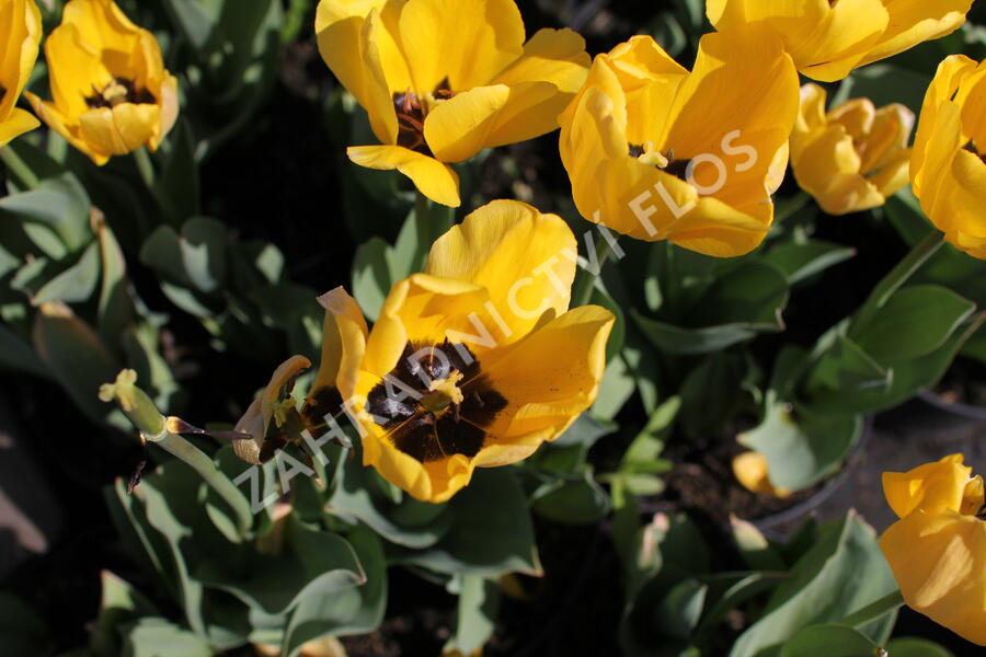 Tulipán Darwin hybrid 'Golden  Apeldoorn' - Tulipa Darwin hybrid 'Golden Apeldoorn'