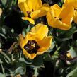 Tulipán Darwin hybrid 'Golden  Apeldoorn' - Tulipa Darwin hybrid 'Golden Apeldoorn'