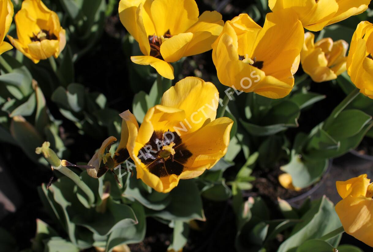Tulipán Darwin hybrid 'Golden Apeldoorn' - Tulipa Darwin hybrid 'Golden Apeldoorn'