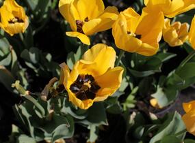 Tulipán Darwin hybrid 'Golden Apeldoorn' - Tulipa Darwin hybrid 'Golden Apeldoorn'