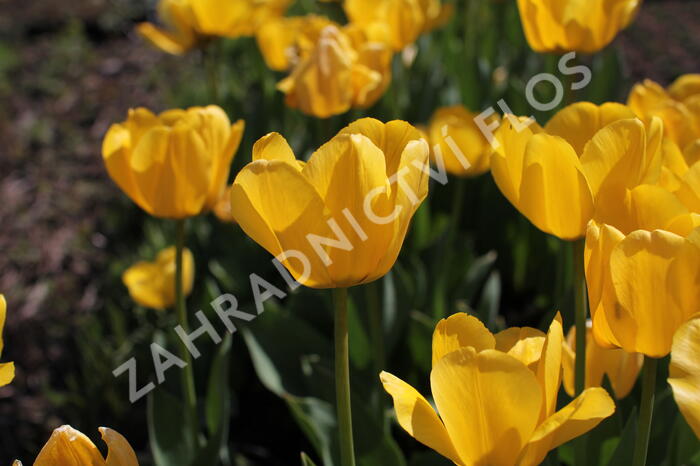Tulipán Darwin hybrid 'Golden  Apeldoorn' - Tulipa Darwin hybrid 'Golden Apeldoorn'