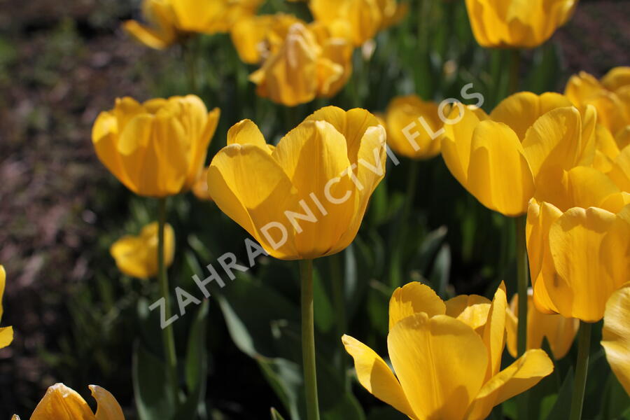 Tulipán Darwin hybrid 'Golden  Apeldoorn' - Tulipa Darwin hybrid 'Golden Apeldoorn'