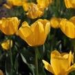 Tulipán Darwin hybrid 'Golden  Apeldoorn' - Tulipa Darwin hybrid 'Golden Apeldoorn'