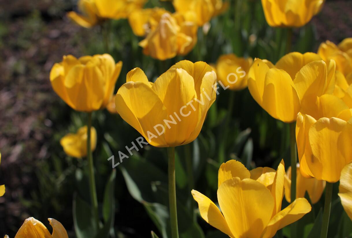 Tulipán Darwin hybrid 'Golden Apeldoorn' - Tulipa Darwin hybrid 'Golden Apeldoorn'