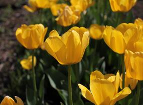 Tulipán Darwin hybrid 'Golden Apeldoorn' - Tulipa Darwin hybrid 'Golden Apeldoorn'