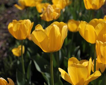 Tulipán Darwin hybrid 'Golden Apeldoorn'