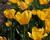 Tulipán Darwin hybrid 'Golden Apeldoorn'