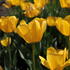 Tulipa Darwin hybrid 'Golden Apeldoorn'.JPG