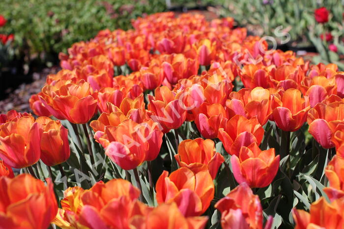 Tulipán Triumph 'Jimmy' - Tulipa Triumph 'Jimmy'