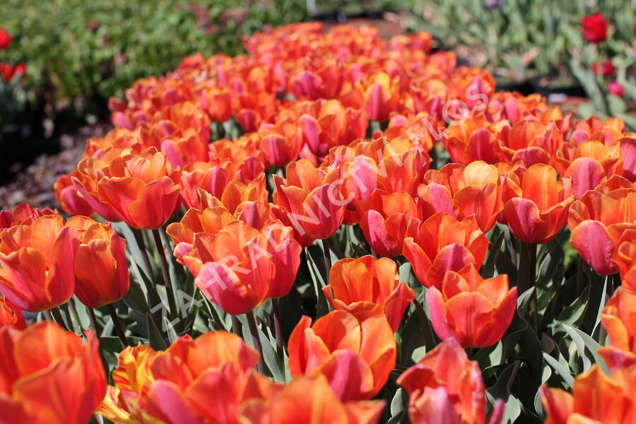 Tulipán Triumph 'Jimmy' - Tulipa Triumph 'Jimmy'