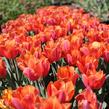 Tulipán Triumph 'Jimmy' - Tulipa Triumph 'Jimmy'