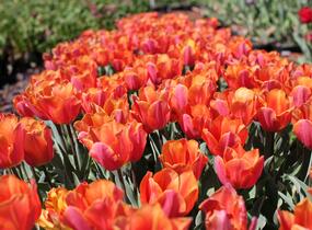 Tulipán Triumph 'Jimmy' - Tulipa Triumph 'Jimmy'