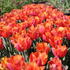 Tulipa 'Jimmy'_02.JPG