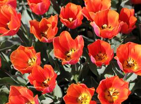 Tulipán Triumph 'Jimmy' - Tulipa Triumph 'Jimmy'