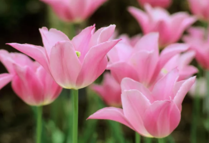 Tulipán liliovitý 'Mariette' - Tulipa Lily Flowering 'Mariette'