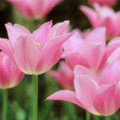 Tulipán liliovitý 'Mariette' - Tulipa Lily Flowering 'Mariette'