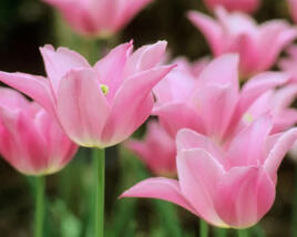 Tulipán liliovitý 'Mariette'
