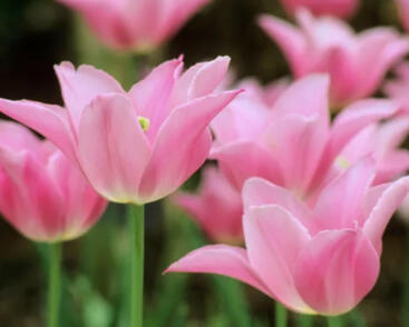 Tulipán liliovitý 'Mariette'