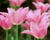 Tulipán liliovitý 'Mariette'
