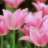Tulipa 'Mariette'.png