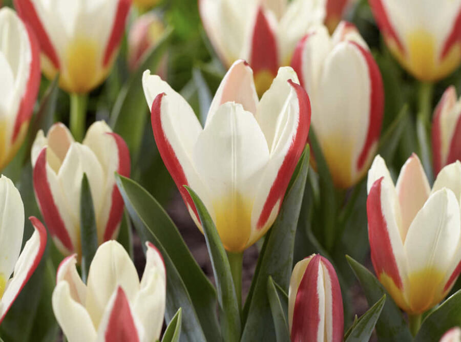 Tulipán Kaufmannův 'The First' - Tulipa Kaufmanniana 'The First'