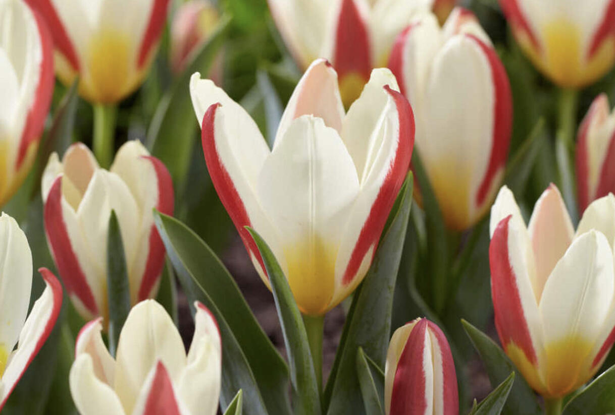 Tulipán Kaufmannův 'The First' - Tulipa Kaufmanniana 'The First'