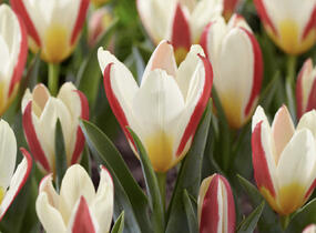 Tulipán Kaufmannův 'The First' - Tulipa Kaufmanniana 'The First'