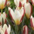 Tulipa Kaufmanniana 'The First'.png