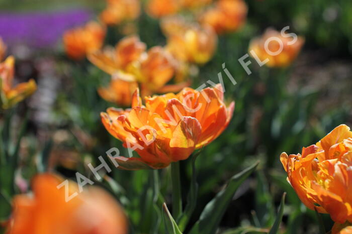 Tulipán plnokvětý raný 'Orca' - Tulipa Double Early 'Orca'