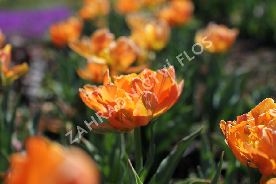 Tulipán plnokvětý raný 'Orca' - Tulipa Double Early 'Orca'
